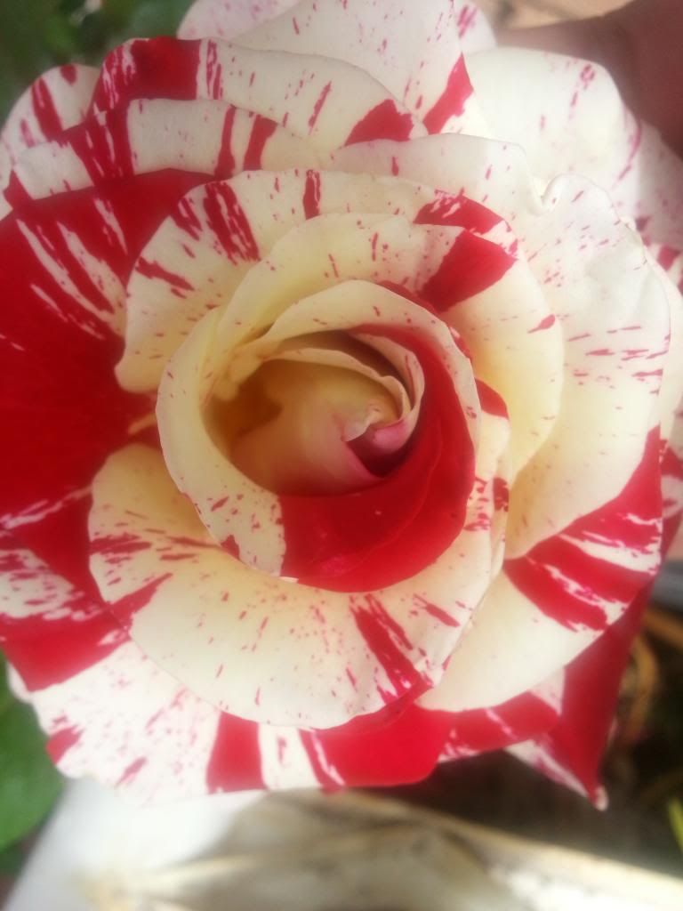 photo 20140331_103042_zpsca1ca225.jpg